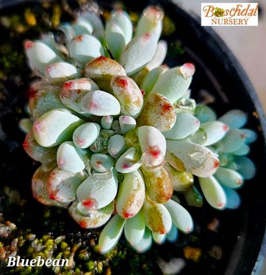 Graptopetalum BlueBean