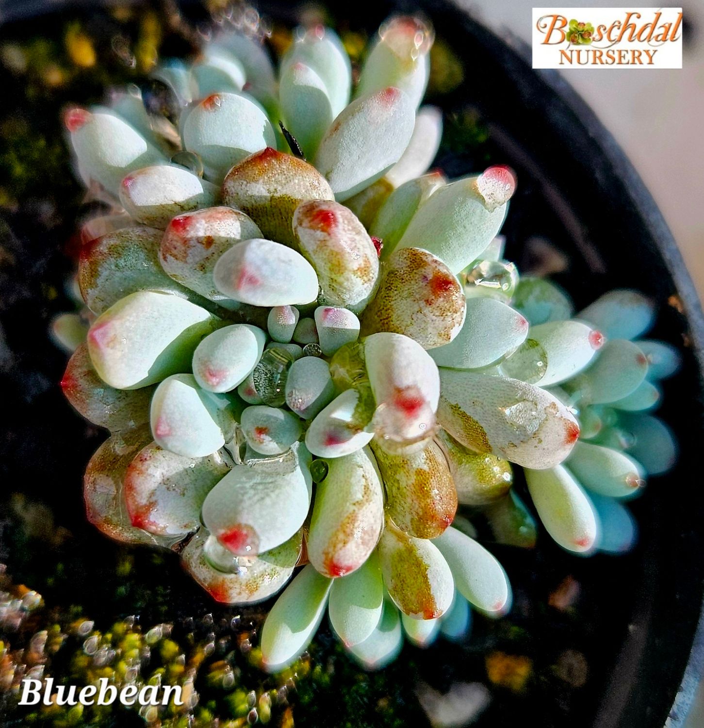 Graptopetalum BlueBean Graptopetalum BlueBean