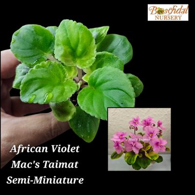 African Violet Mac's Taimat (Variegated) Starter Plant African Violet Mac's Taimat (Variegated) Starter Plant