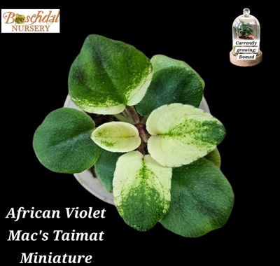 African Violet Mac's Taimat (Variegated) Starter Plant African Violet Mac's Taimat (Variegated) Starter Plant