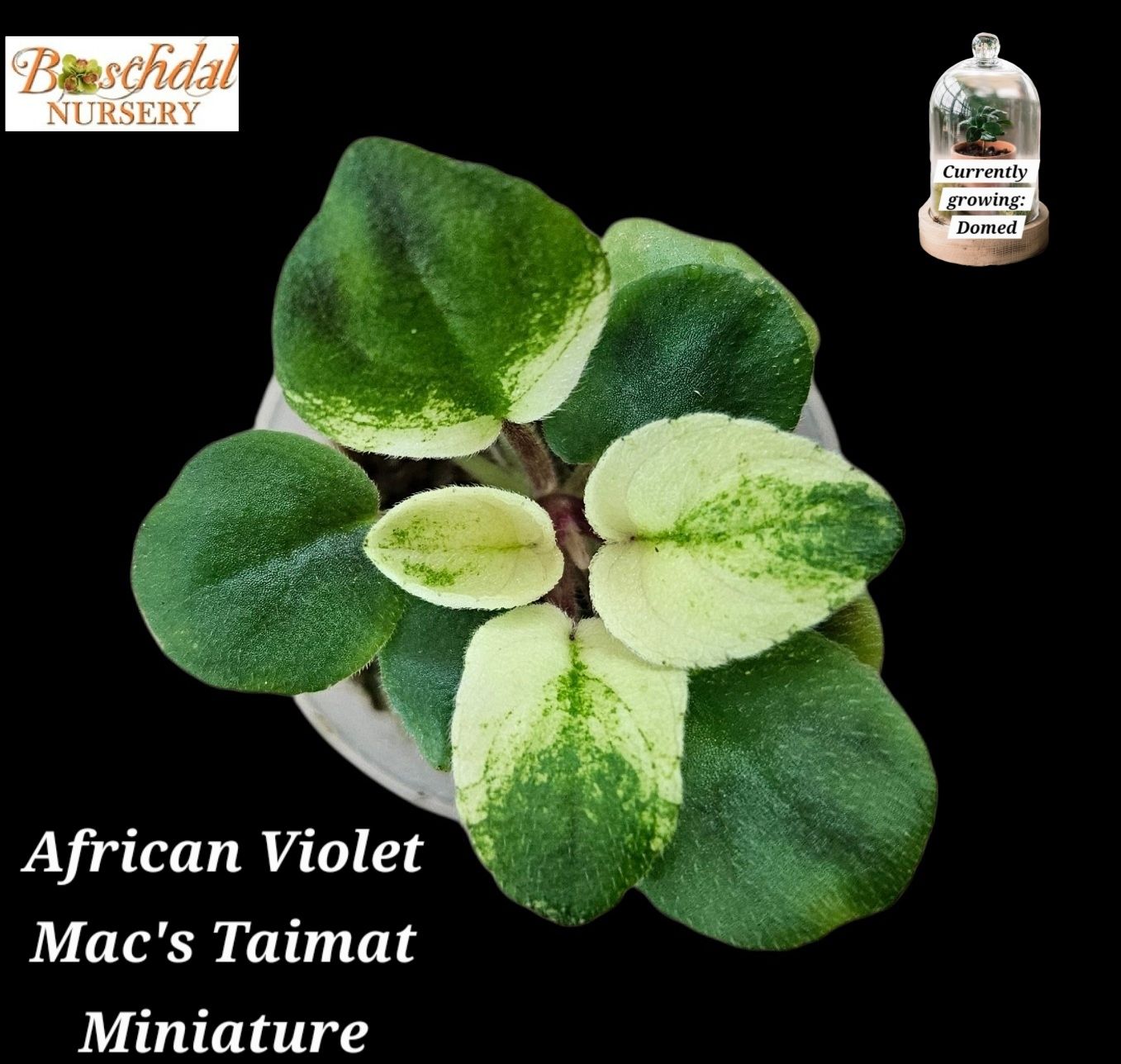 African Violet Mac's Taimat (Variegated) Starter Plant