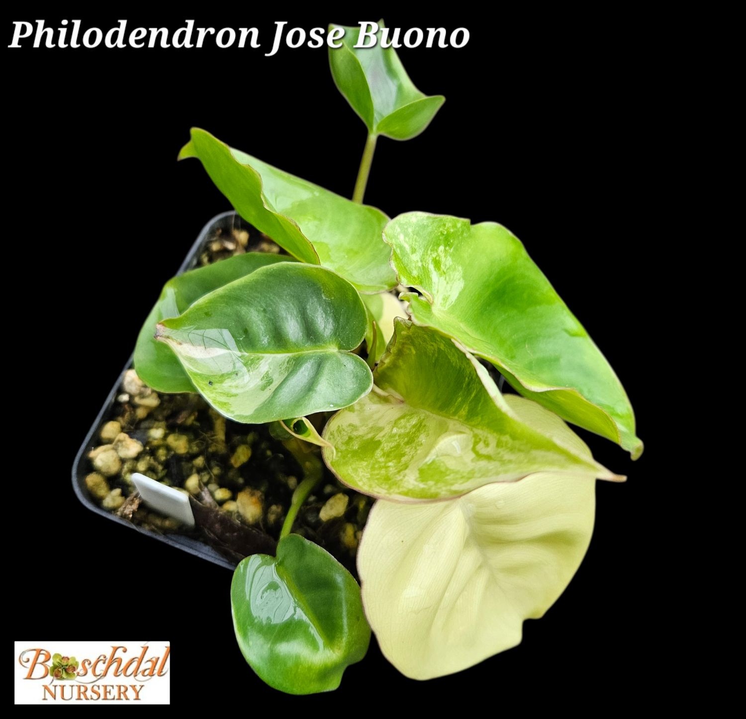 Philodendron Jose Buono