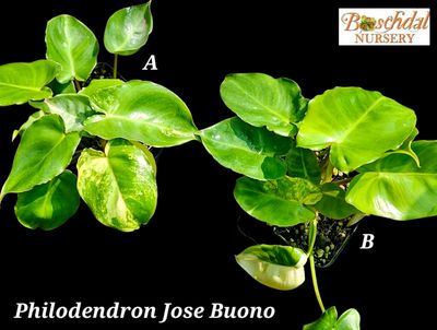 Philodendron Jose Buono