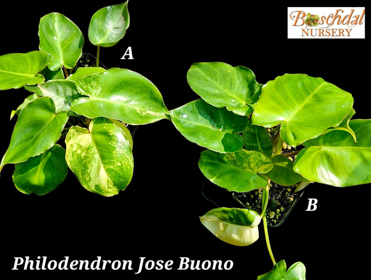 Philodendron Jose Buono
