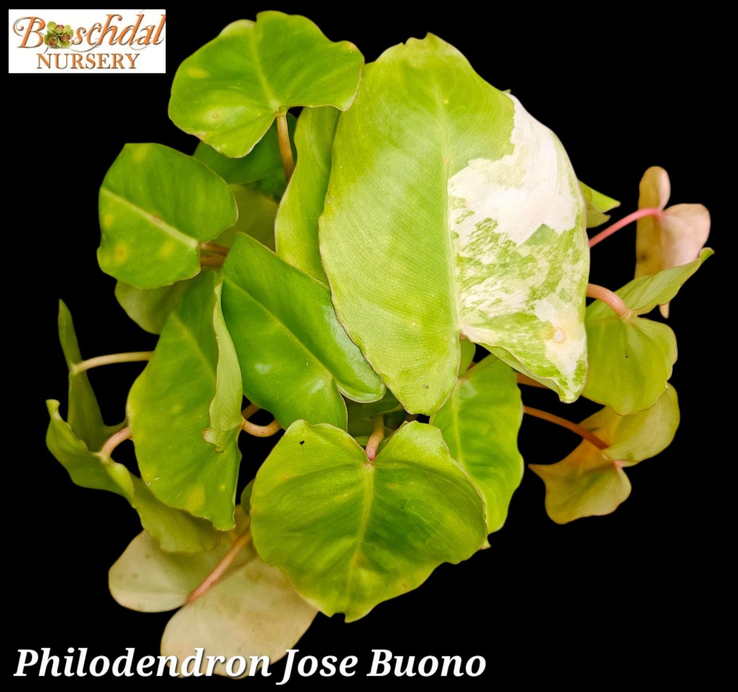 Philodendron Jose Buono