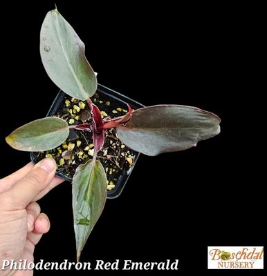 Philodendron Red Emerald