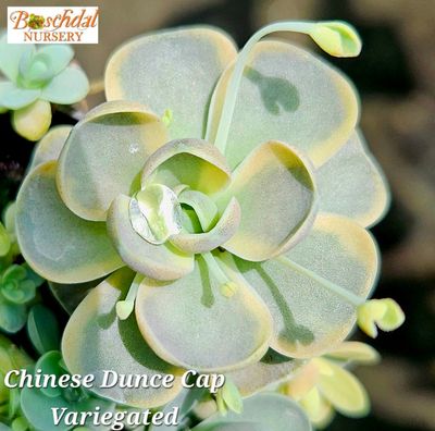 Variegated Chinese Dunce Cap – Orostachys iwarenge