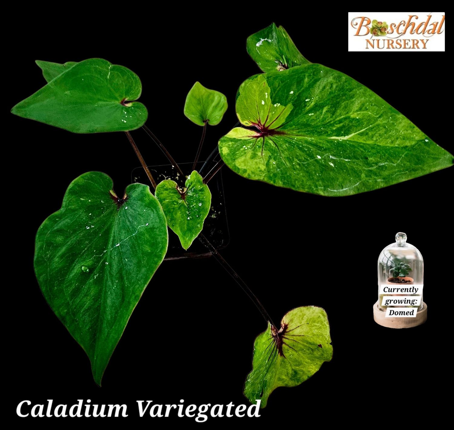 Caladium Thai Variegated