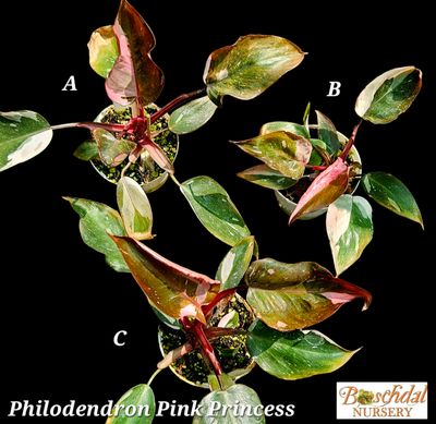 Philodendron Pink Princess (Random)