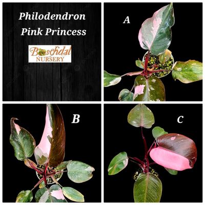 Philodendron Pink Princess (Random)