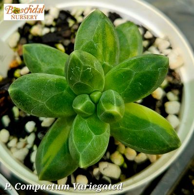 Pachyphytum compactum variegated Pachyphytum compactum variegated