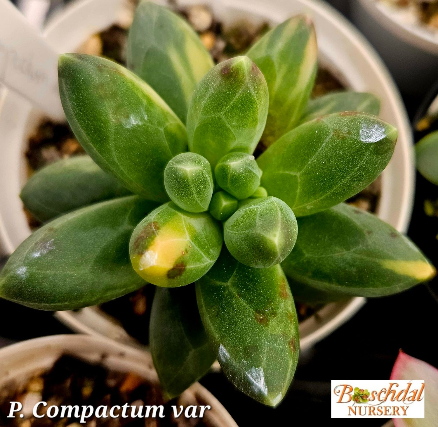 Pachyphytum compactum variegated