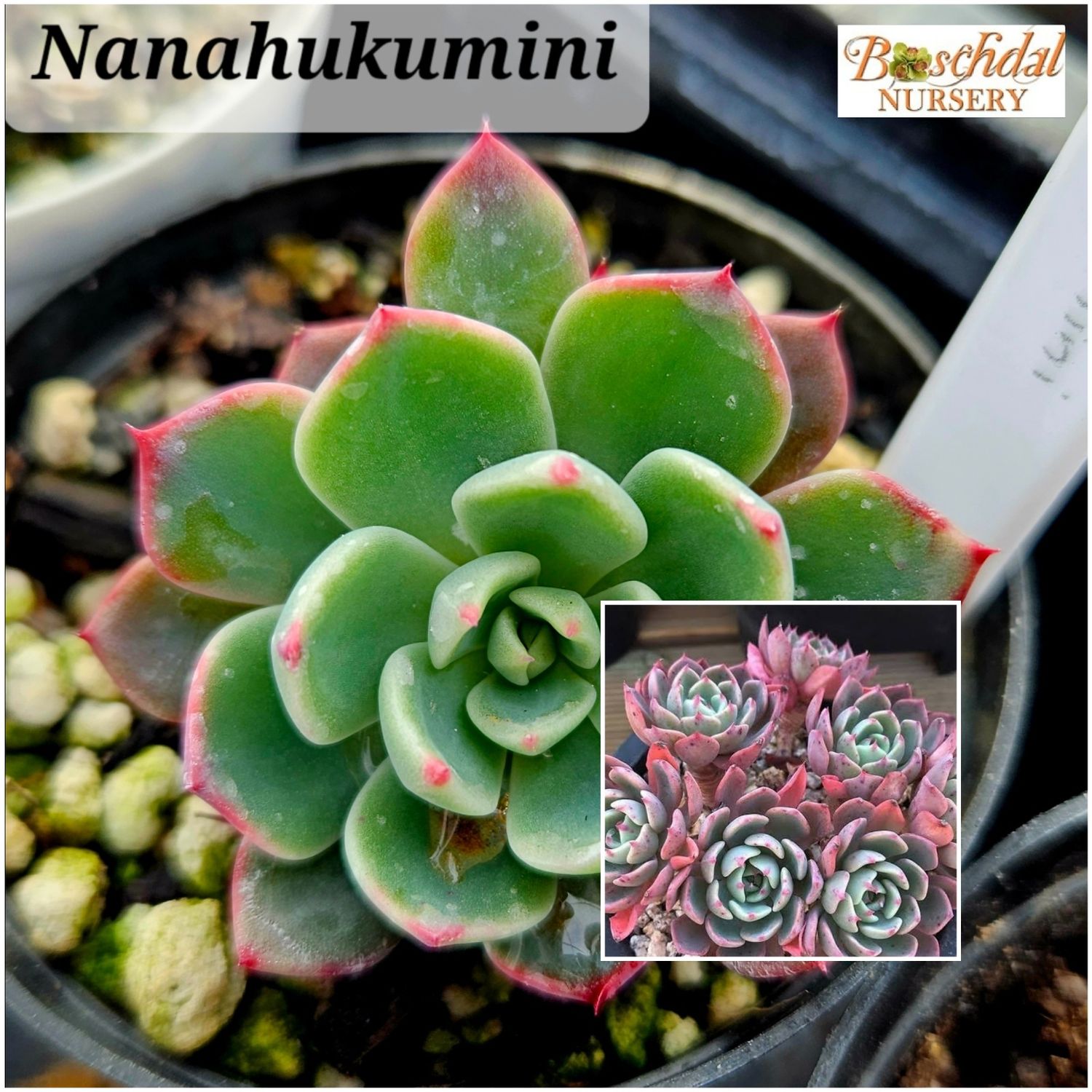 Echeveria Nanahukumini