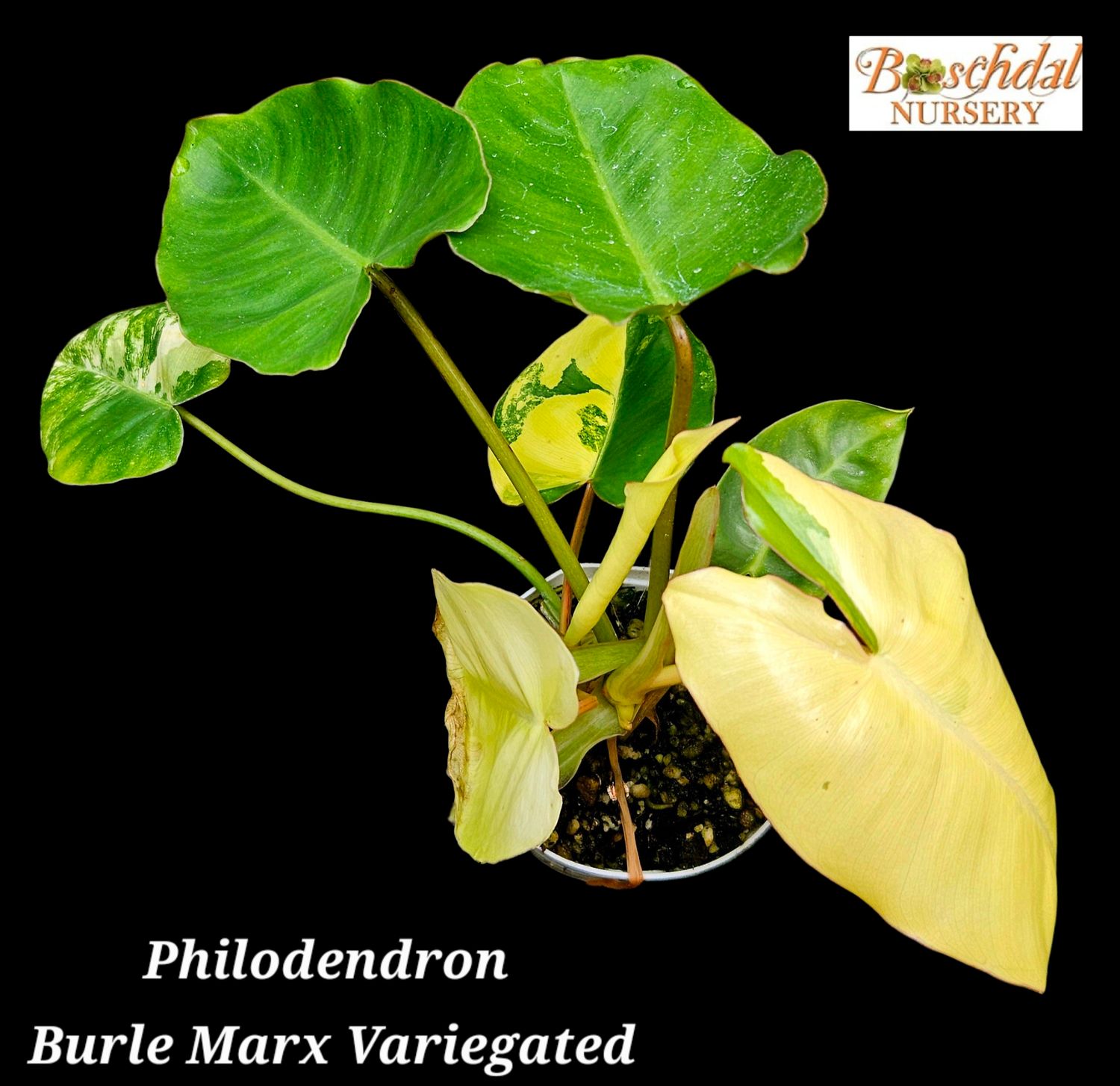 Philodendron Burle Marx Variegated