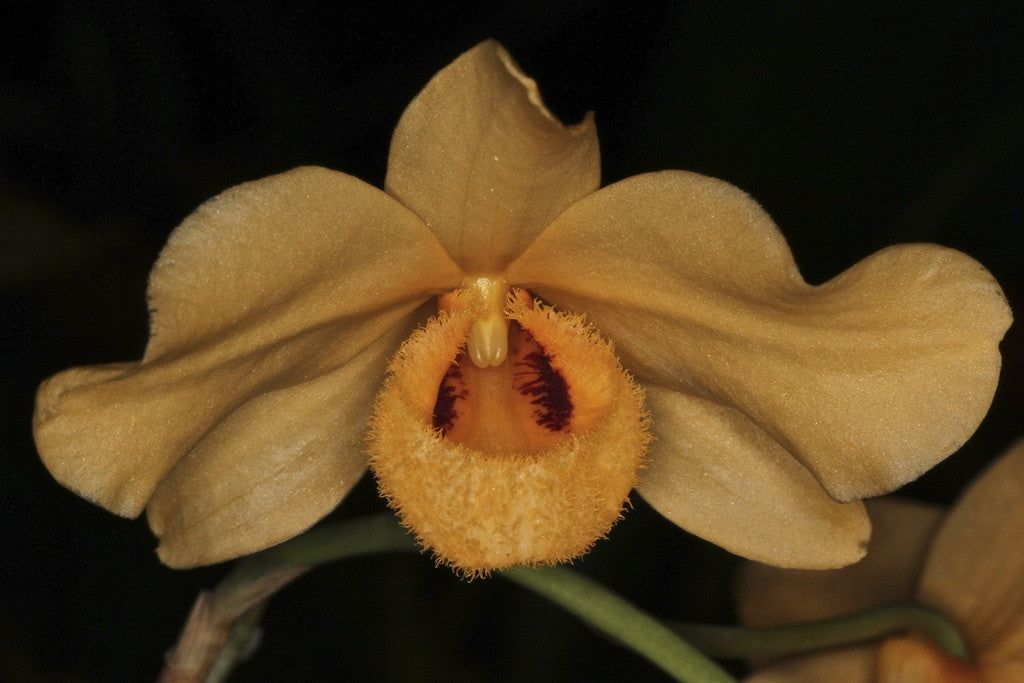 Dendrobium moschatum