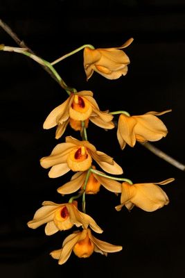 Dendrobium moschatum