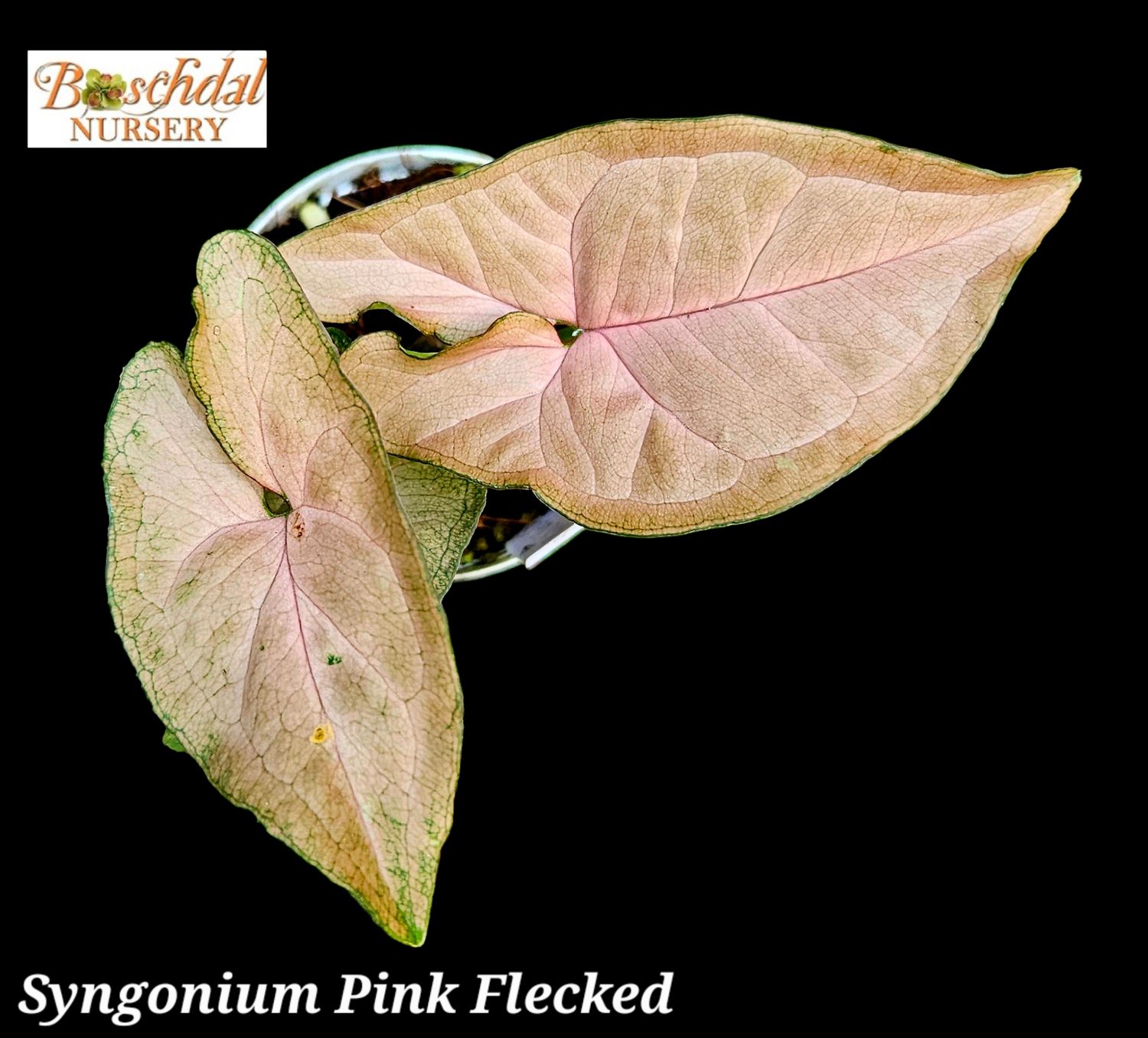 Syngonium Pink Flecked Syngonium Pink Flecked