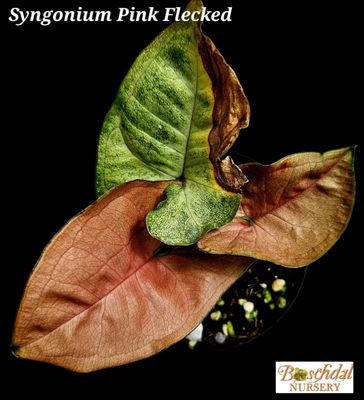 Syngonium Pink Flecked Syngonium Pink Flecked