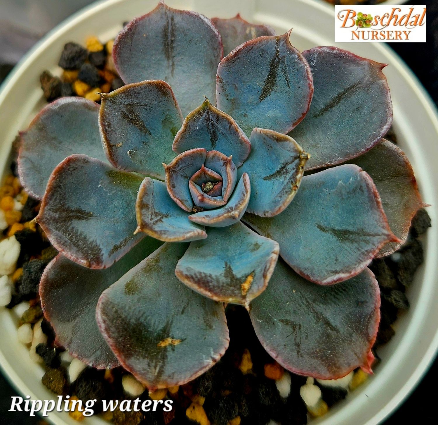 Echeveria Rippling waters