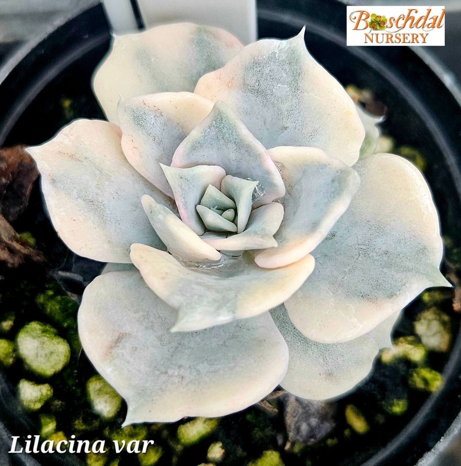Echeveria Lilacina Variegated Echeveria Lilacina Variegated