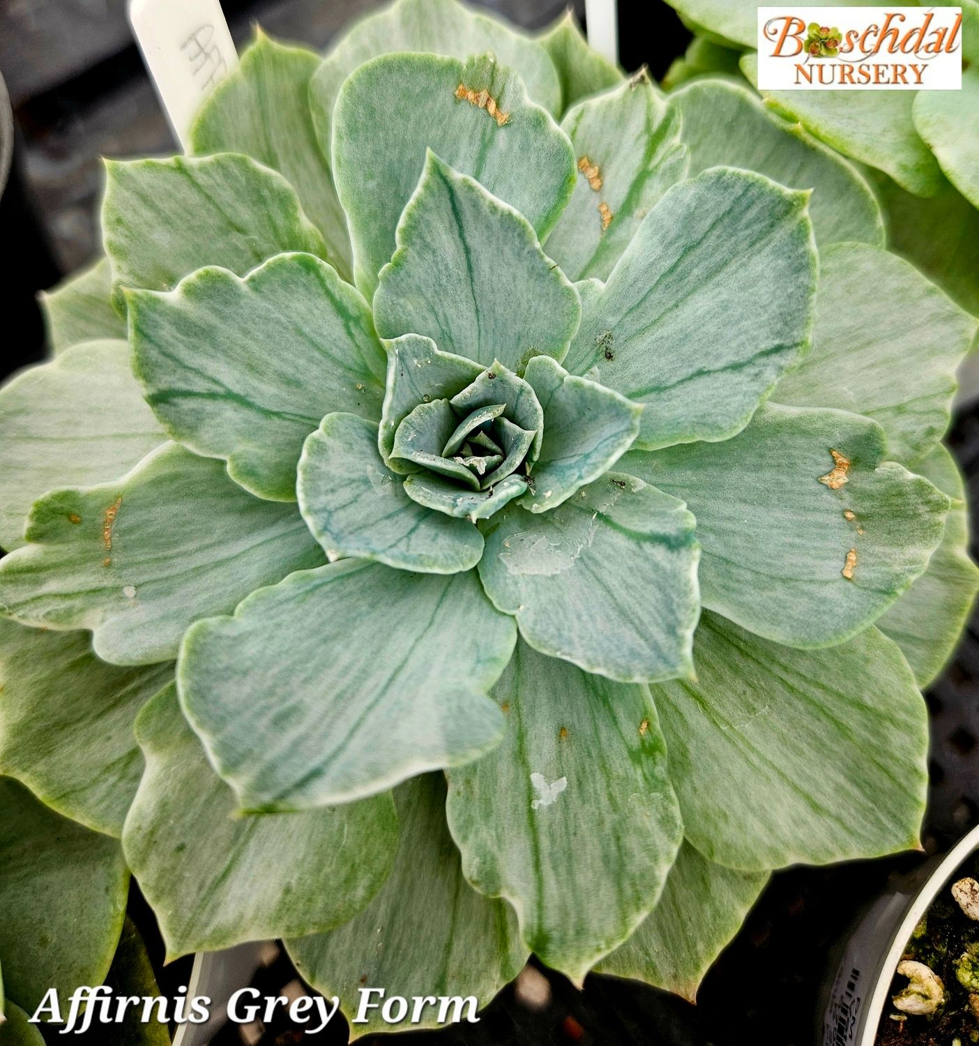 Echeveria Affirnis Grey Form Variegated