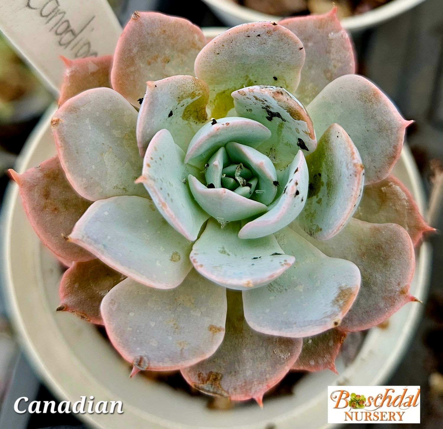 Echveria Canadian Echveria Canadian