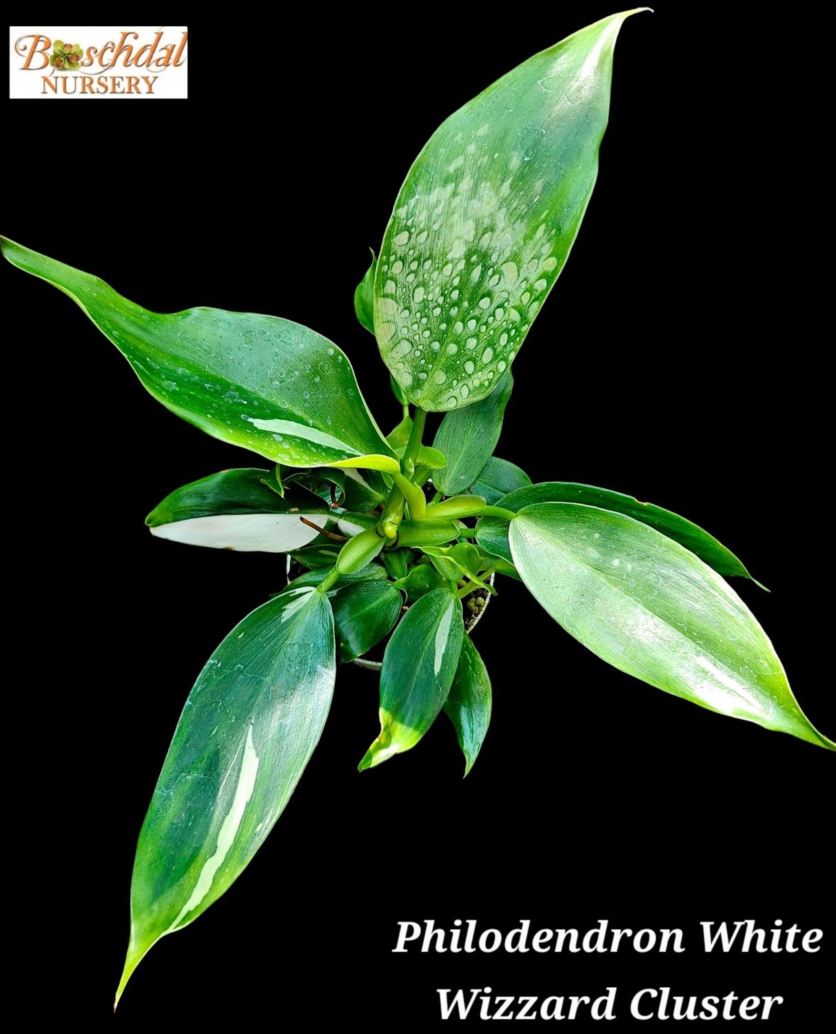 Philodendron White Wizard WW1