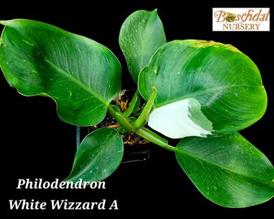 Philodendron White Wizard (Random Choice)