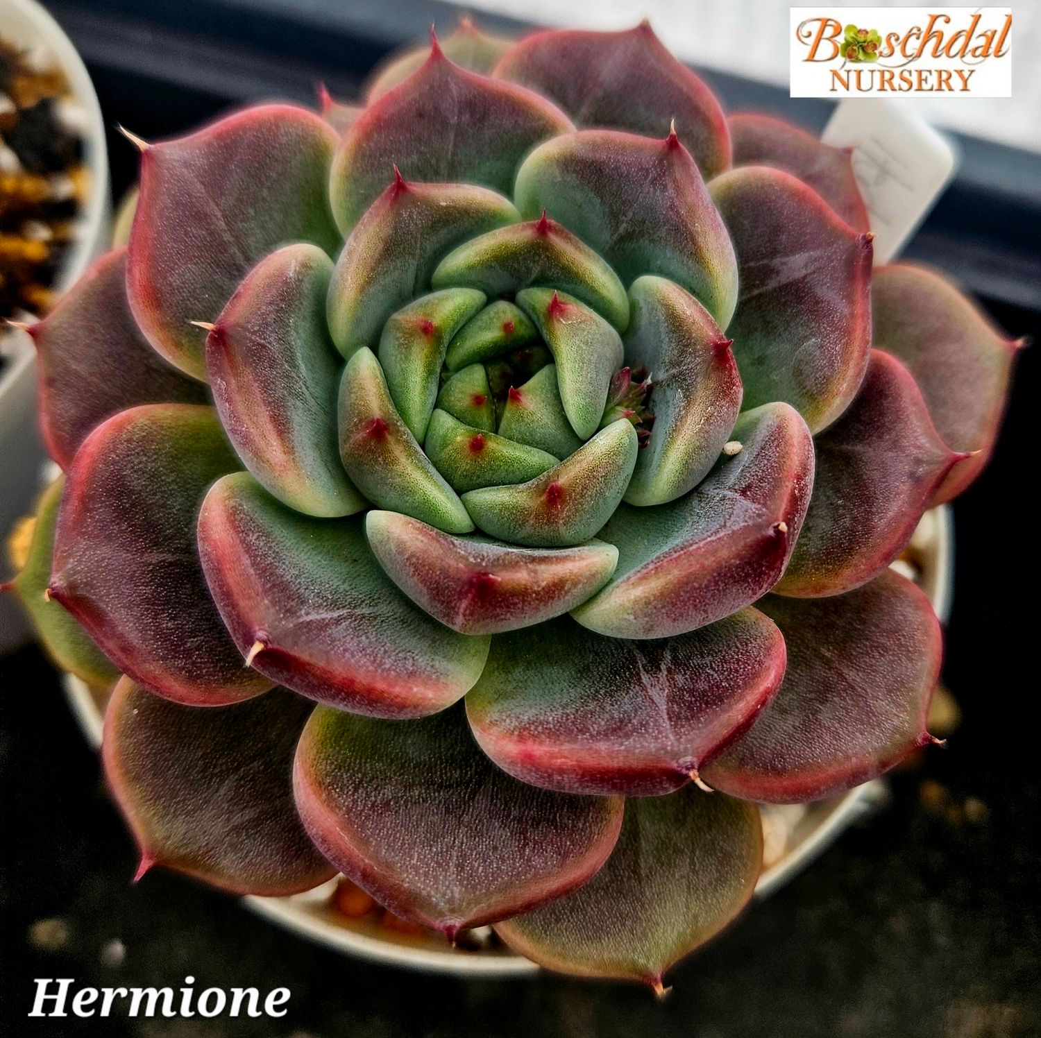 Echeveria Hermione