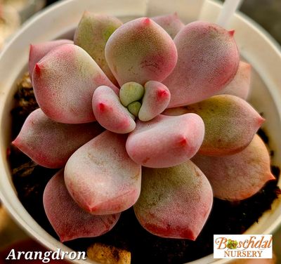 Echeveria Arangdron Echeveria Arangdron