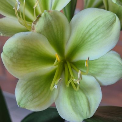 Clivia green