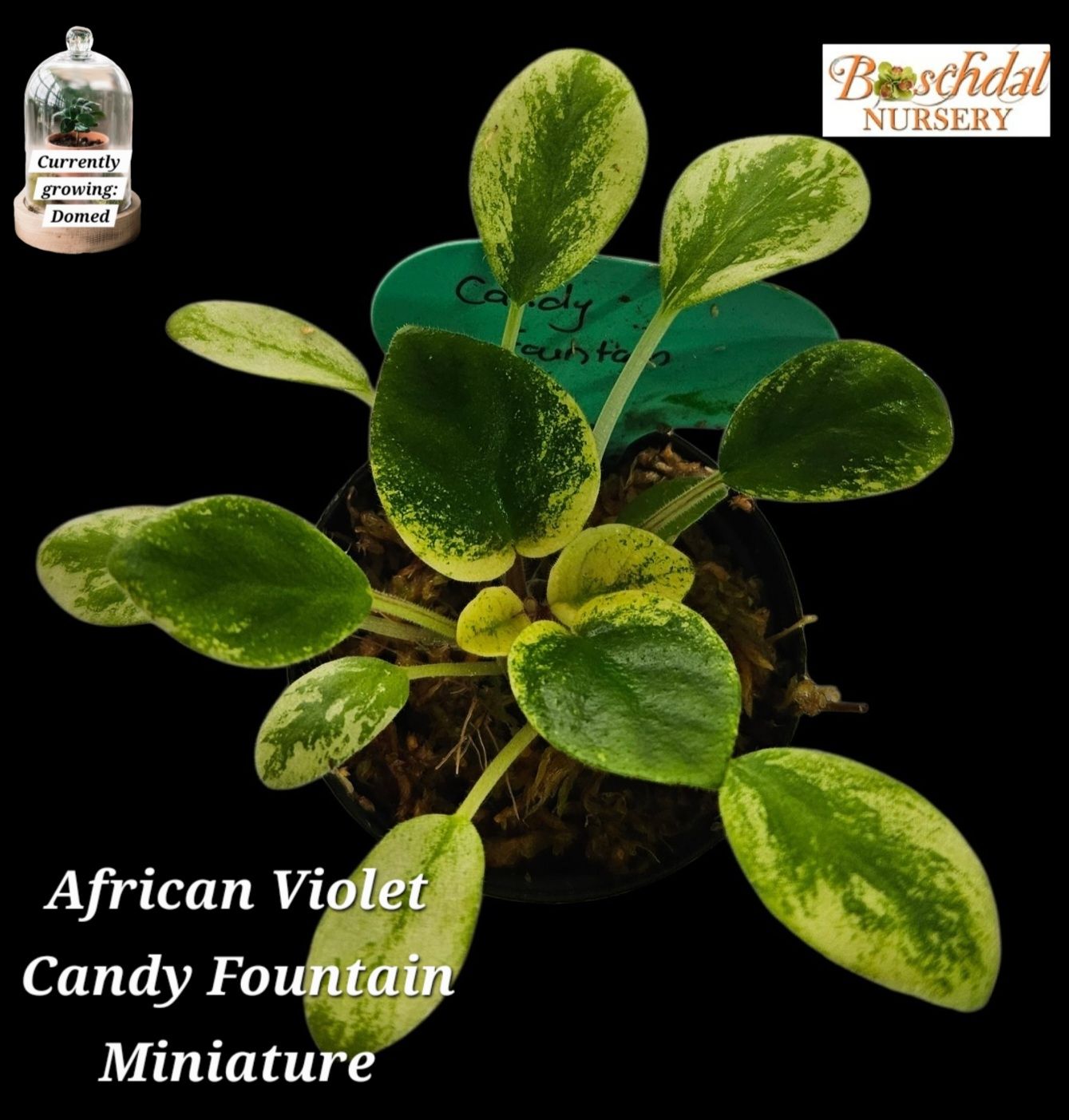 Candy Fountain Variegated Trailer