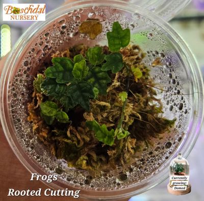 String of Frogs Rooted cutting (Ficus Pumila 'quercifolia')