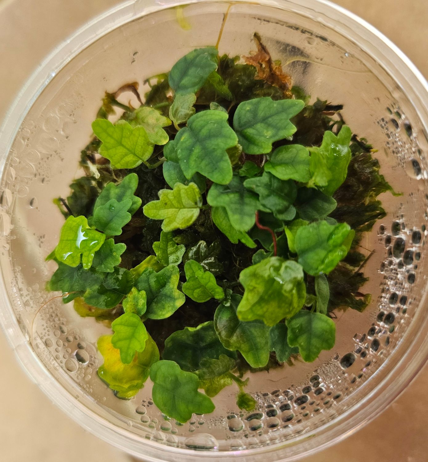 String of Frogs Rooted cutting (Ficus Pumila 'quercifolia')