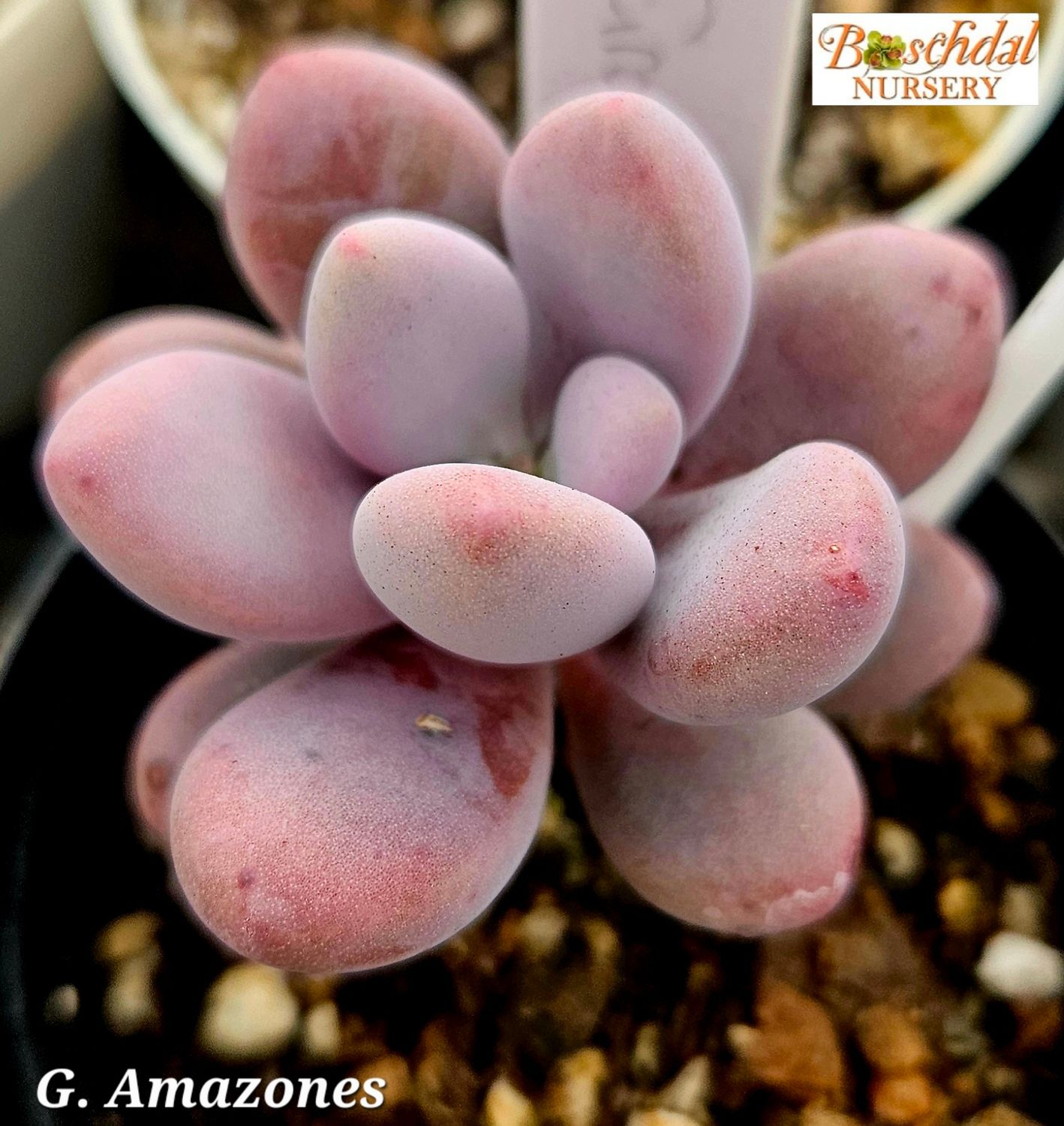 Graptopetalum Amazones Graptopetalum Amazones