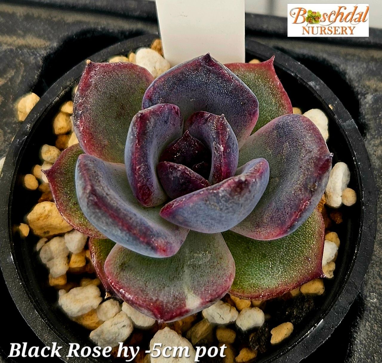 Black Rose Hy