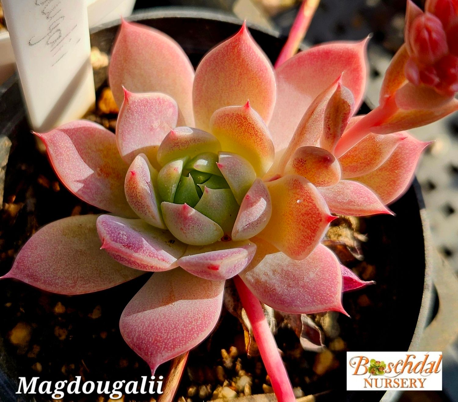 Echeveria Magdougallii