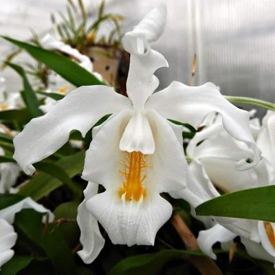 Coelogynea Cristata