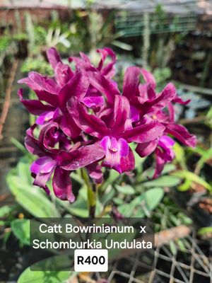 Cat bowringianum x schomburgia undulata Cat bowringianum x schomburgia undulata
