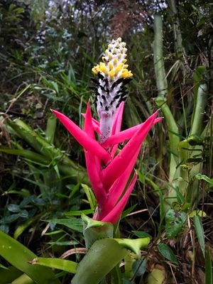 Aechmea bromelifolio