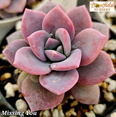 Echeveria Missing You Echeveria Missing You