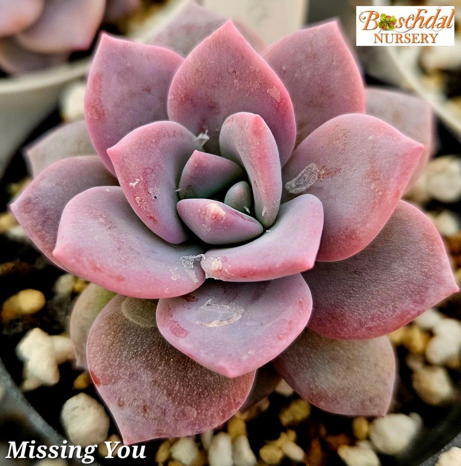 Echeveria Missing You