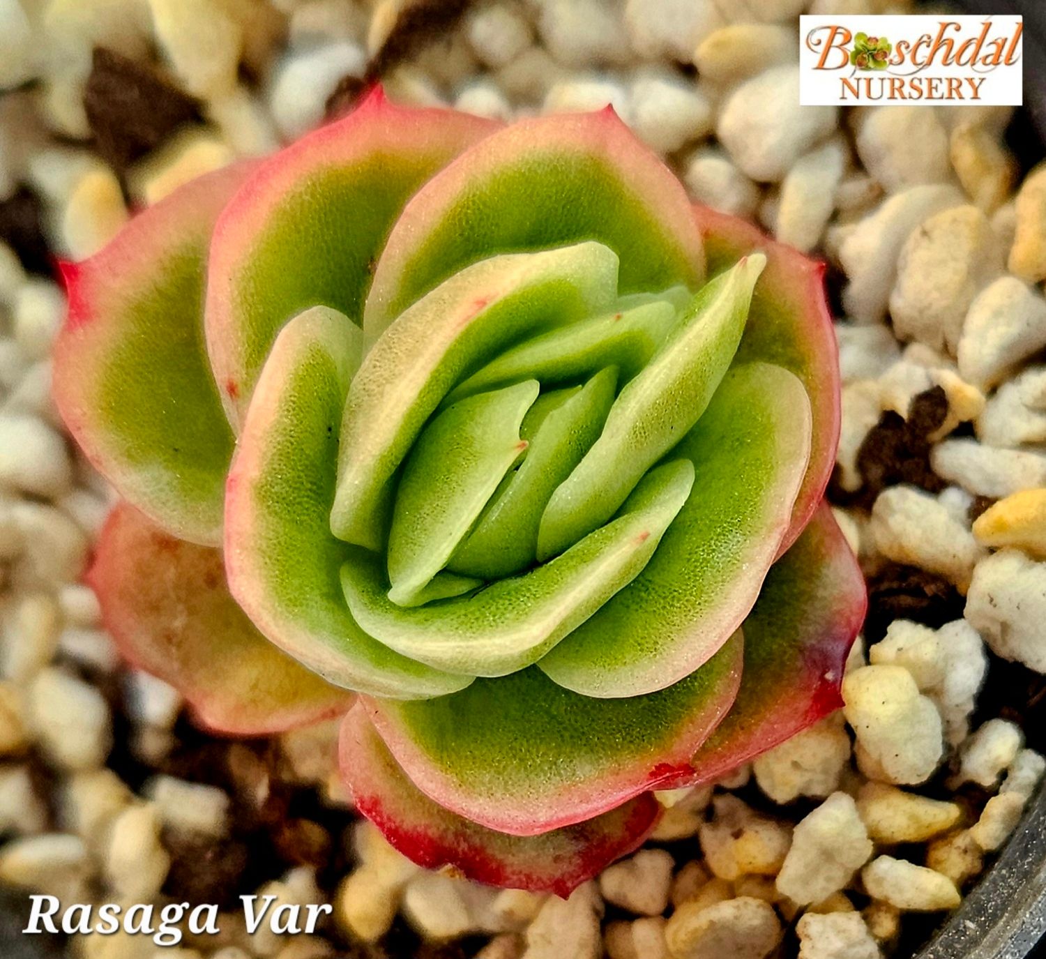 Echeveria Agavoides Rasaga Echeveria Agavoides Rasaga