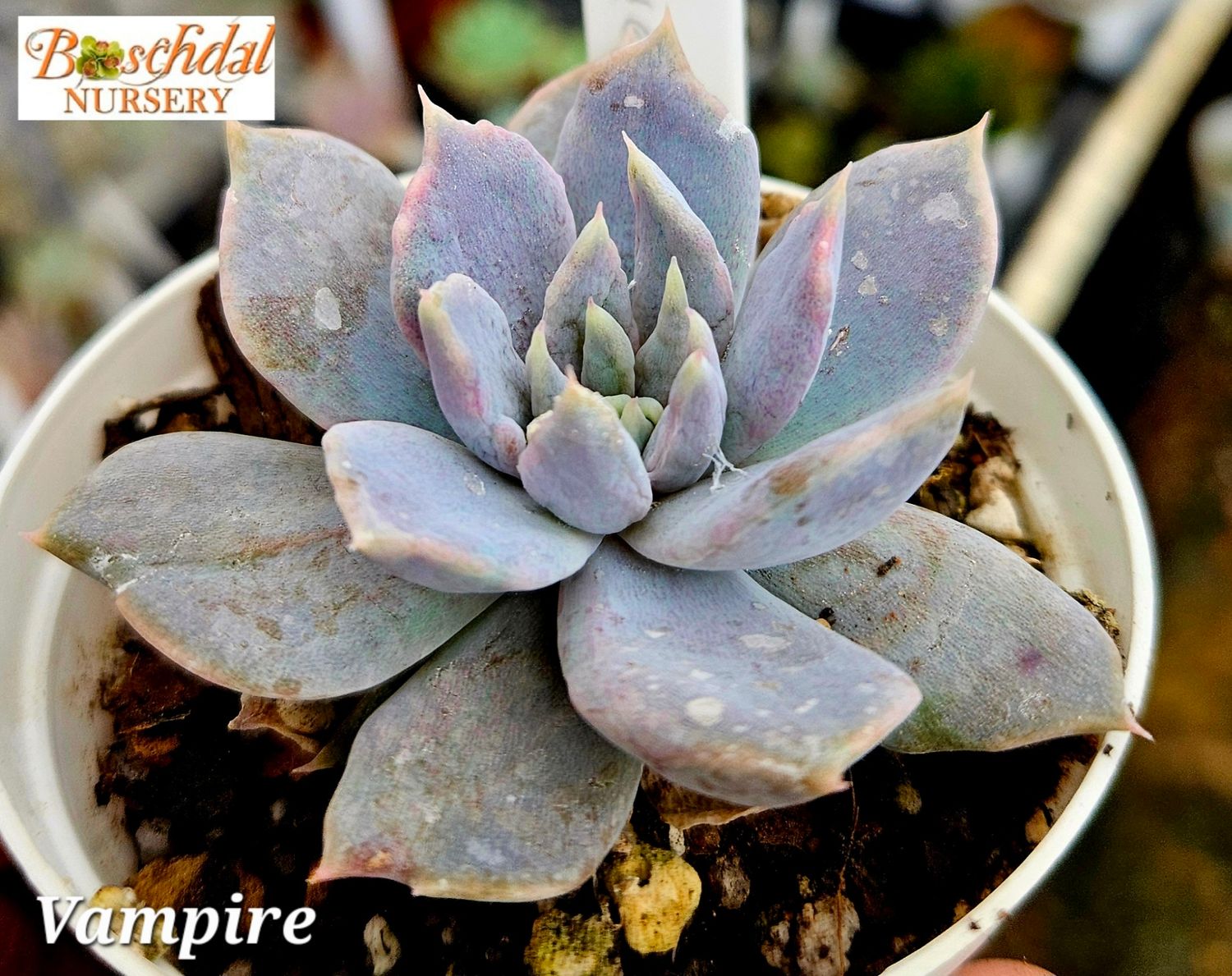 Echeveria Vampire Appaloosa Echeveria Vampire Appaloosa