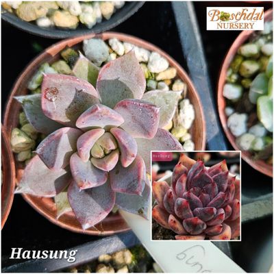 Echeveria Hausung