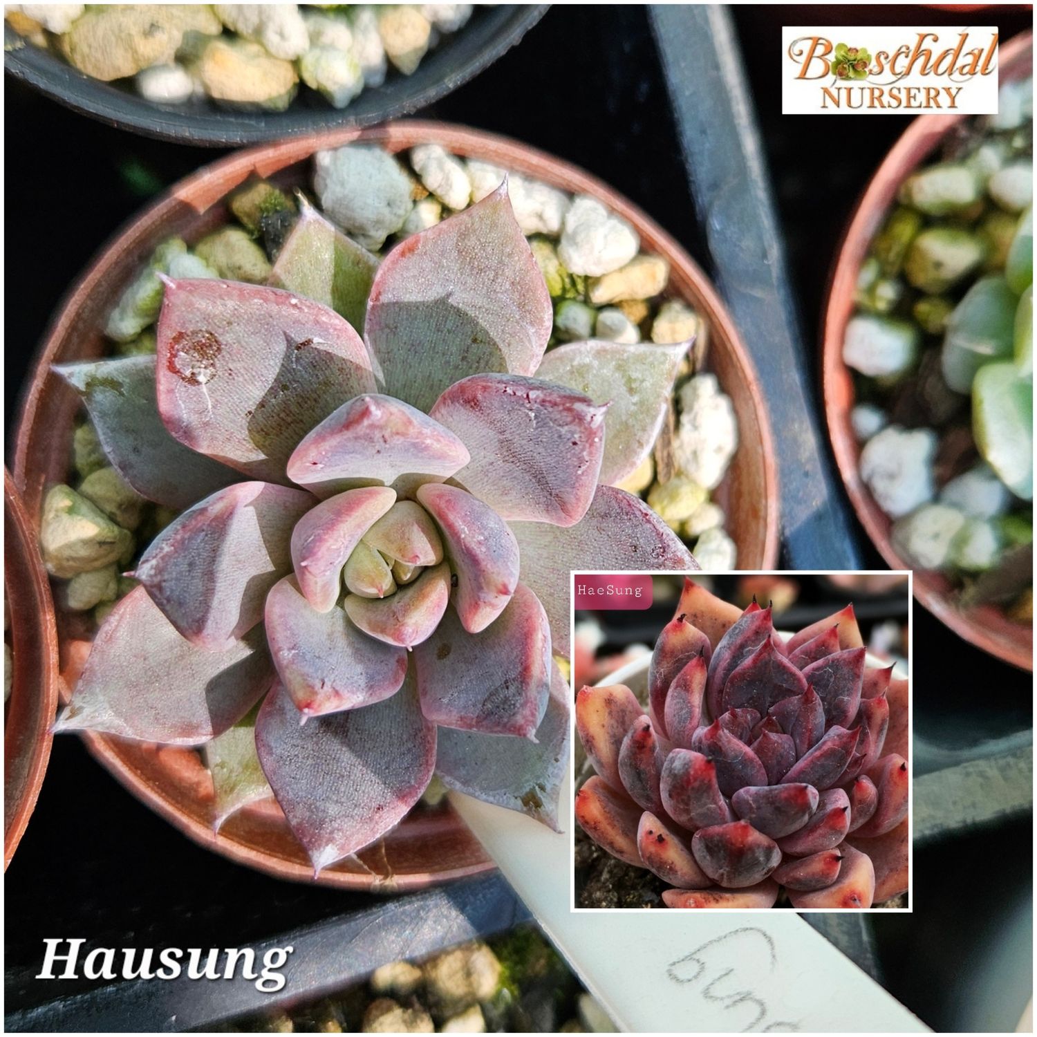 Echeveria Hausung