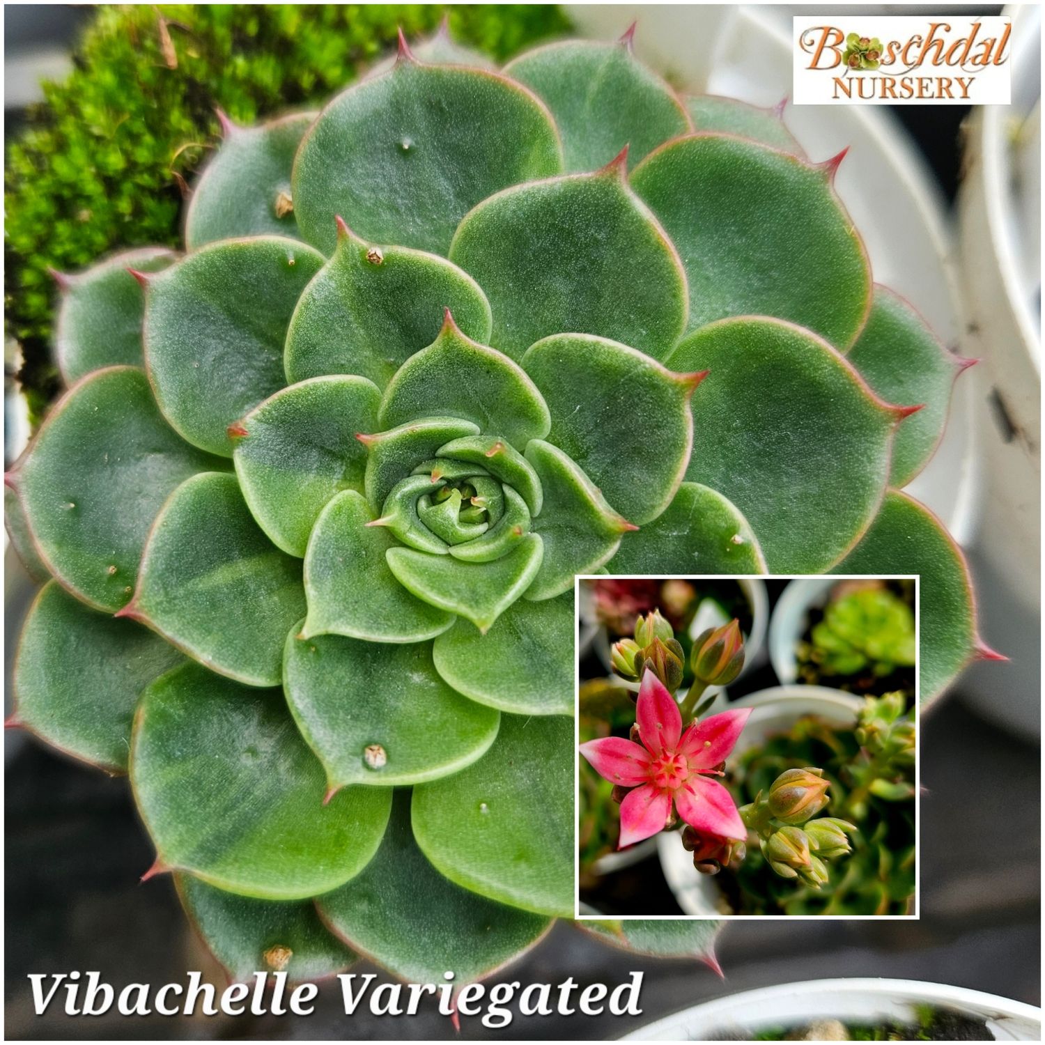 Echeveria Vibachelle Variegated Echeveria Vibachelle Variegated