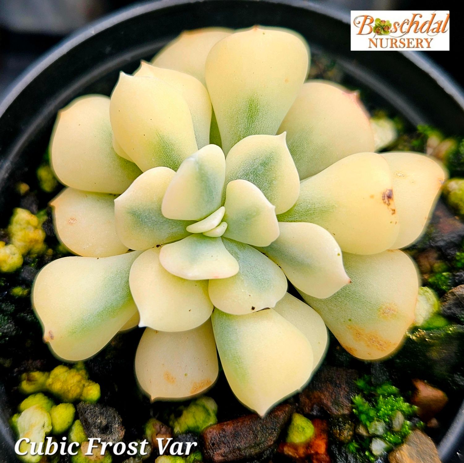 Echeveria Cubic Frost Variegated