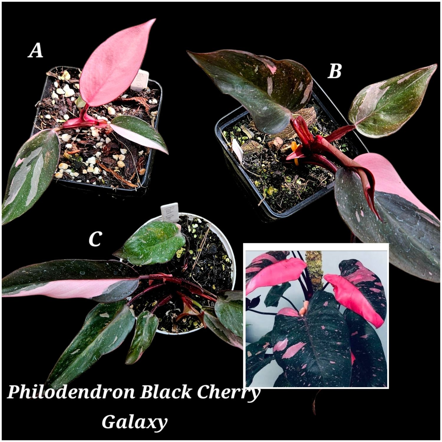Philodendron Black Cherry Galaxy Philodendron Black Cherry Galaxy
