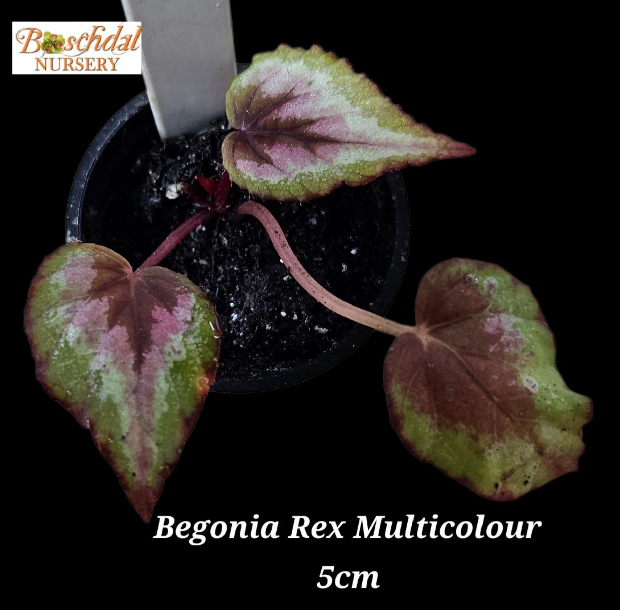 Begonia Rex Multicolour Begonia Rex Multicolour